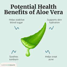 In this picture, we see a well-arranged flat lay that visually presents the health benefits of aloe vera gel. The image includes:

Fresh aloe vera leaves, some of which are cut open to reveal the clear gel inside.

A wooden bowl or small container filled with transparent aloe vera gel.

A wooden spoon beside the bowl, indicating a natural, DIY skincare or health setup.

The background is a clean, light-colored surface that makes the green aloe leaves and clear gel stand out.

The overall setup gives a natural, soothing, and organic vibe, emphasizing the healing and skincare benefits of aloe vera.